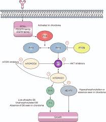 Survival rates indicate the proportion of. Clinical Features And Pathobiology Of Chordoma Musculoskeletal Key