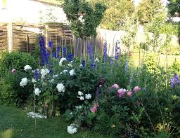 Der garten wird umgestaltet oder die pfingstrose hat an ihrem ort nicht mehr genug platz? Pfingstrosen Aus Meinem Garten