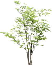 Pin On Plants And Trees
