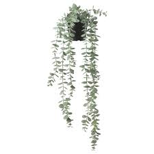 Then artificial hanging plants might be the solution for you. Fejka Artificial Potted Plant Indoor Outdoor Hanging Eucalyptus 3 Ikea