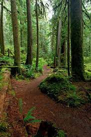 Mt Hood Salmon River Trail 742 One Of My All Time Favorite Hikes River Trail Salmon River Hiking Places