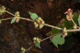 Image result for Triumfetta tenuipedunculata