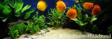 Huge xl discus islands fish tank (how to: Pflanzen Im Diskusaquarium