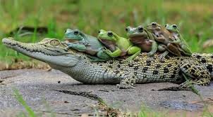 تمساح وضفادع Funny Animals Cute Animals Cute Frogs