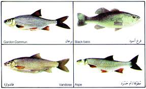 The only sea creatures that are halal are the ones that have scales. Seafood Jurisprudence Laws Shiachat Com