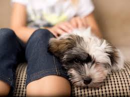 Share it or review it. Breeders And Puppies Gateway Havanese