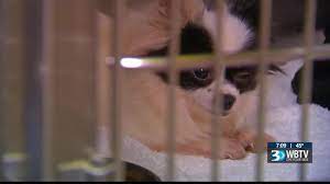 Look no further, our certified trainers will ensure you jason is amazing and have seen very quick progress with our two rescue dogs. Dogs Rescued From Monstrous Puppy Mill Arrive At Humane Society Of Charlotte