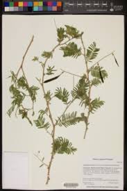 Image result for Acacia fleckii