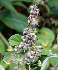 Image result for Wahlenbergia madagascariensis
