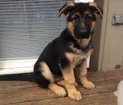 Tucker $1100.00 lancaster, pa german shepherd puppy; Pa Large Boned German Shepherd Puppies Pennsylvania Breeder