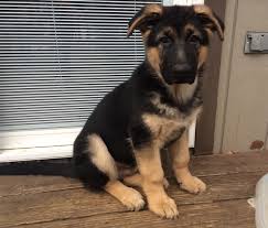We specialize in west german showline german shepherds. Pa Large Boned German Shepherd Puppies Pennsylvania Breeder