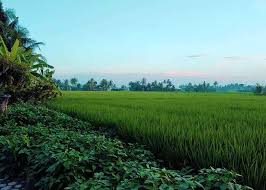 Kebun binatang sekaligus tempat konservasi, edukasi dan rekreasi dengan luas lahan sekitar 20 hektar itu memiliki puluhan spesies dan merupakan salah satu objek wisata baru di kabupaten serdang bedagai. Ke Perbaungan 12 Tempat Wisata Di Serdang Bedagai Terkini Wajib Dikunjungi Traveling Medan