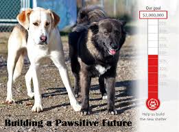 If you can offer a loving and permanent home to a pup in need, then take a gander at our rescues below. Lakeland Humane Society Home