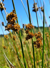 Image result for Juncus effusus