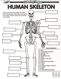 Homeschooling The Happy Homemaker Page 6 Human Body Unit Human Body Systems Human Body