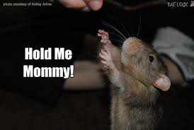 Pin On Hamsters Chinchillas Friends