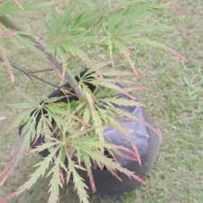 Image result for Gnidia hockii