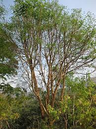 Image result for Dalbergia acutifoliolata