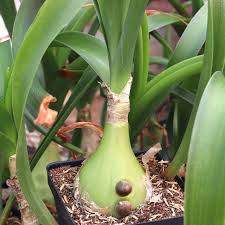 Image result for Albuca nigritana