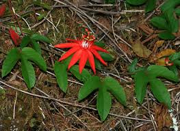 Image result for Passiflora vitifolia