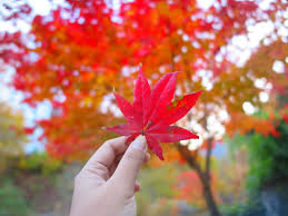 Ingin melancong ke jepun dengan pakej termurah? Tempat Menarik Di Sapporo Hokkaido Japan 2018 Autumn Emas Putih