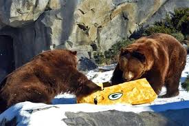 See more ideas about bear quote, tatty teddy, blue nose friends. Bears Vs Packers Jokes Pictures Jokes Wall