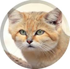 Le Chat Des Sables Ou Du Desert Mon Site Perso Les Felins The sahara is a desert on the african continent. le chat des sables ou du desert mon
