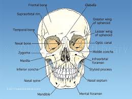 Skull Anatomy In 2020 Skull Anatomy Medical Art Anatomy