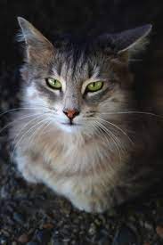 10 Most Popular Cat Breeds I Like Cats Very Much Cat Breeds Popular Cat Breeds Most Popular Cat Breeds