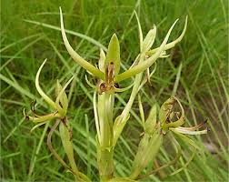 Image result for Schizochilus lepidus