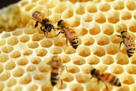 How To Get Bees To Make More Honey - Beekeepclub