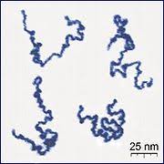 Polymer Wikipedia