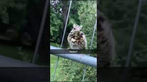 An angry bird!! Hector! - YouTube