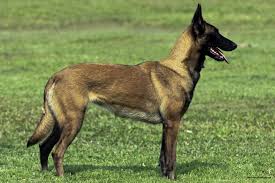 Belgian malinois puppies and dogs. Best 38 Belgian Malinois Wallpaper On Hipwallpaper Belgian Malinois Wallpaper Wallpaper Malinois Shepherd And Belgian Malinois Shepherd Wallpaper