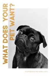 The green leaf pet resort and hotel millstone township nj. 110 Camp Wags Pet Resort Ideas In 2021 Pet Resort Pets Dogs