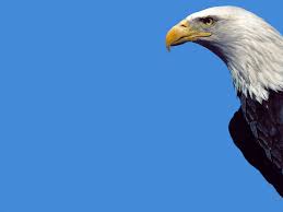 Vanwege de grote spanwijdte wordt de zeearend ook wel de 'vliegende deur' genoemd. Amerikaanse Zeearend Spreekbeurten Info