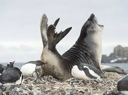 this penguin who totally isn t poking this seal for attention he was just stretching funny animals funny seals animals