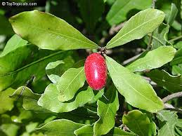 Image result for Synsepalum