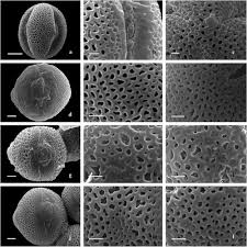 Image result for Aeschynomene nyikensis