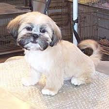 Sammy Is A Shih Tzu Clipped To A Length Of Half An Inch Including His Tail His Ears Are Trimmed Short Shih Tzu Grooming Shih Tzu Shih Tzu Haircuts