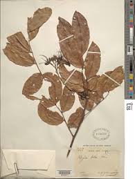 Image result for Angylocalyx boutiqueanus