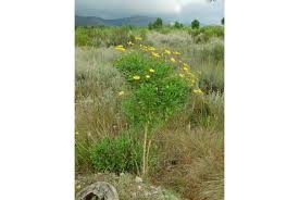 Image result for Felicia clavipilosa