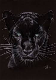 Pin On Black Panthers Feline Race