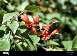 Image result for Ruttya fruticosa