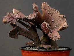 Image result for Ceropegia gracilior