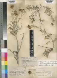 Image result for Berkheya carlinopsis