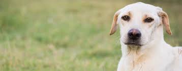 Hold up their hind legs as high as you can and tilt. Do You Know How To Perform The Heimlich Maneuver On Your Dog Wag