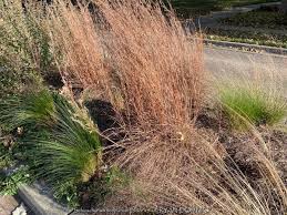 Image result for Schizachyrium claudopus