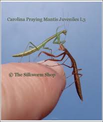 Need pest control for your garden or medical marijuana plants? Praying Mantis Page Eggs Living Mantids Food Cages And More
