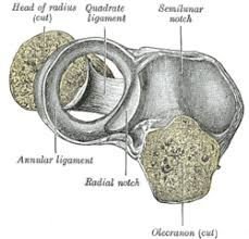 Elbow and radioulnar joint video 1 подробнее. Quadrate Ligament Wikipedia